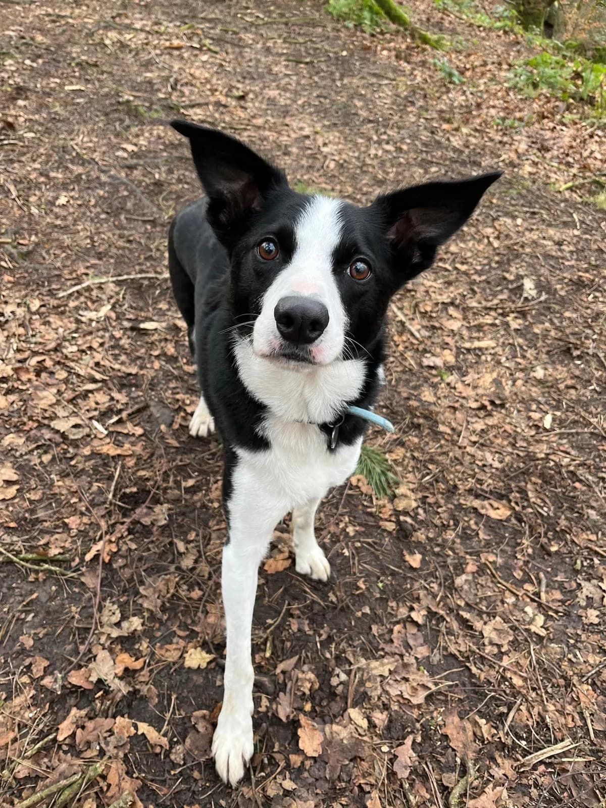 Ned, male 5yo Border Collie for adoption at Aireworth Dogs In Need