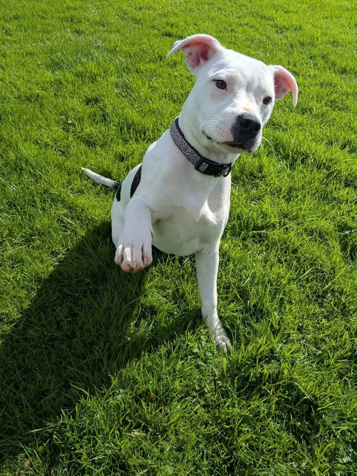 Olive, female puppy Staffordshire Bull Terrier for adoption at Aireworth Dogs In Need