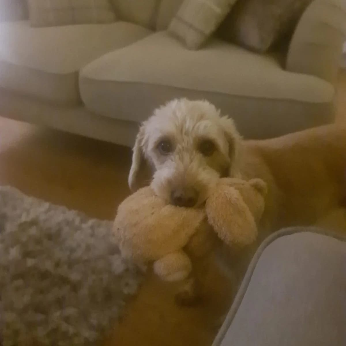 Penny, female senior Labradoodle for adoption at Aireworth Dogs In Need