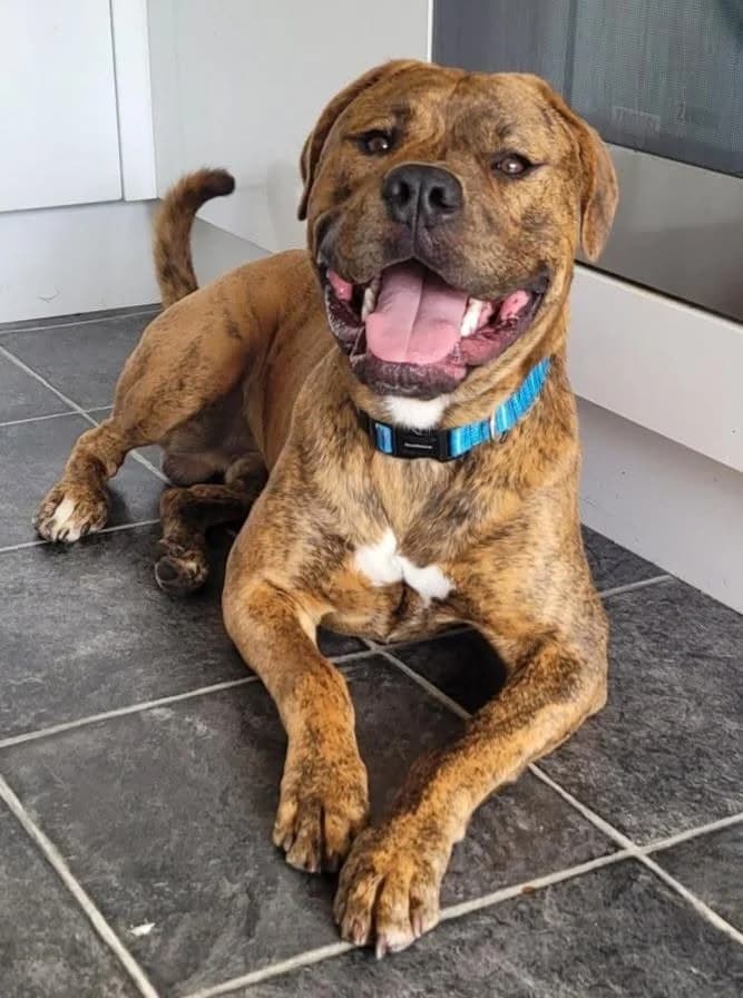 Rocco, male young Staffordshire Bull Terrier for adoption at Aireworth Dogs In Need