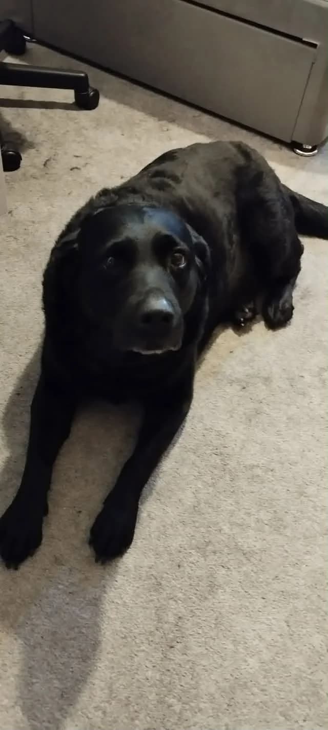 Rosie, female senior Labrador Retriever for adoption at Aireworth Dogs In Need
