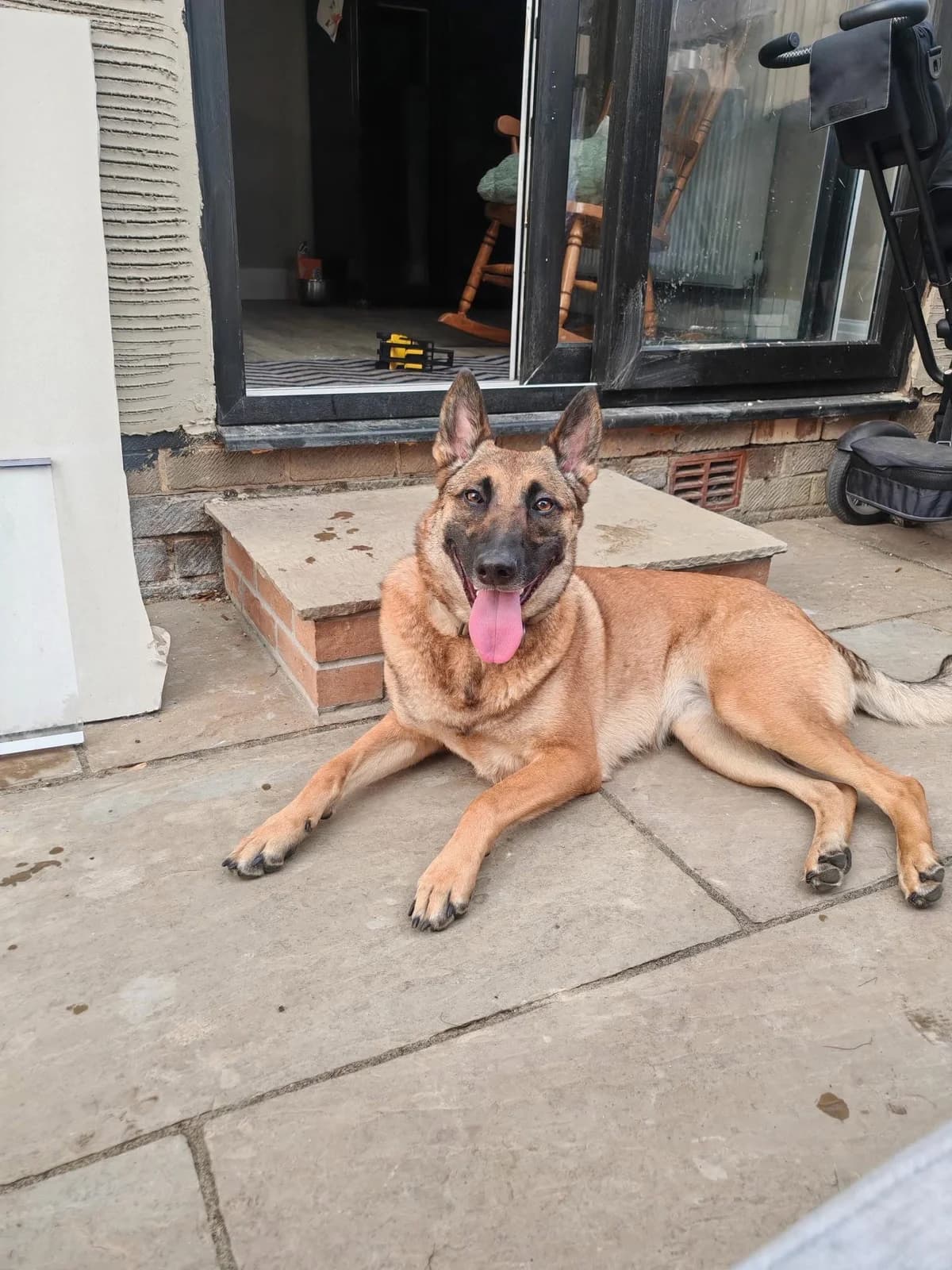 Ruby, female 4yo mixed breed for adoption at Aireworth Dogs In Need