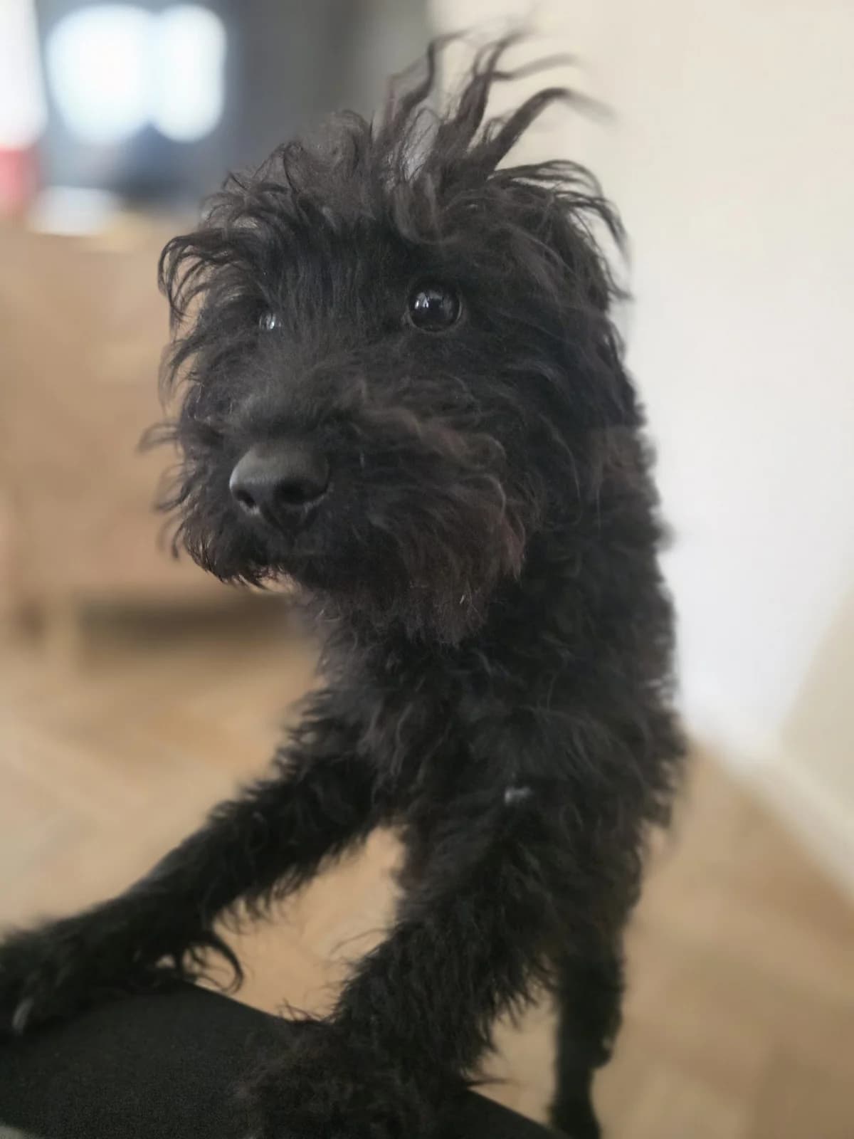 Scooby, male puppy Poodle for adoption at Aireworth Dogs In Need