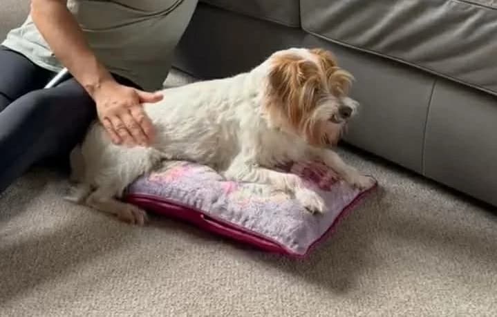 Strike, male senior Jack Russell Terrier for adoption at Aireworth Dogs In Need