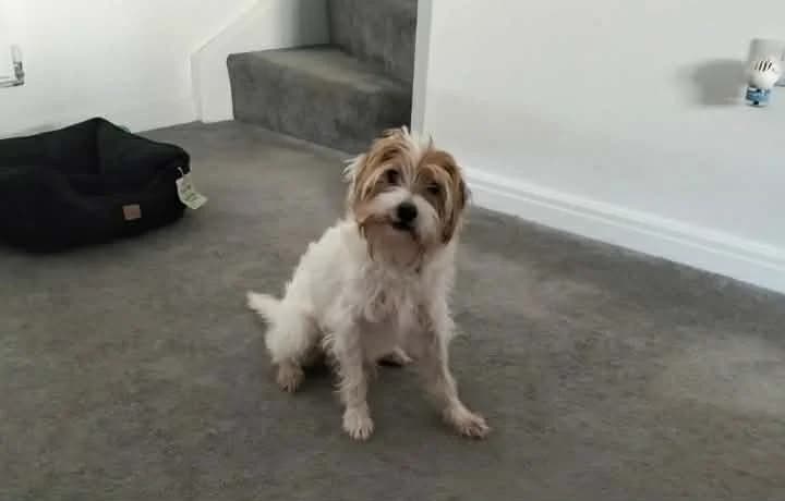 Strike, male senior Jack Russell Terrier for adoption at Aireworth Dogs In Need
