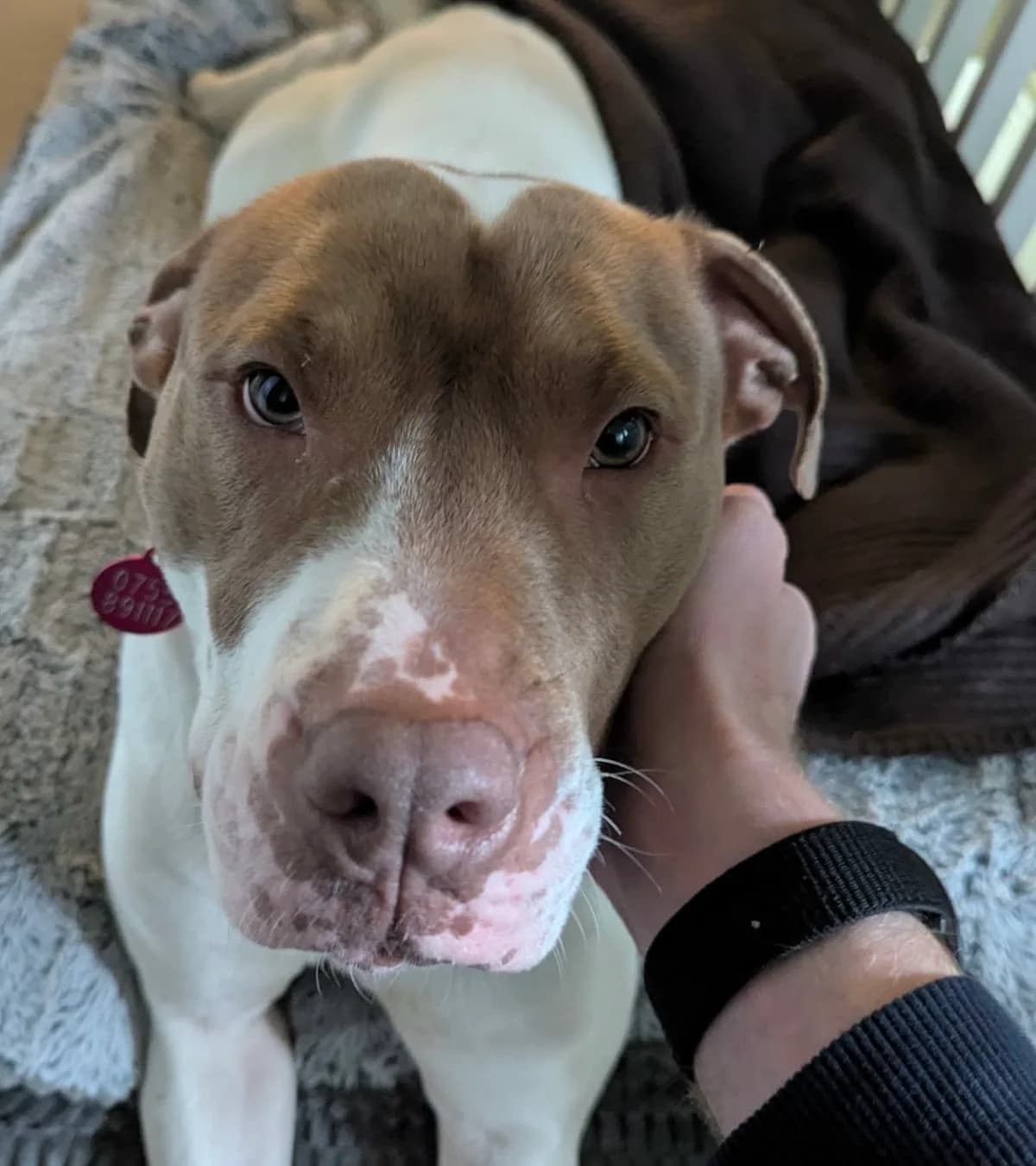 Trixi, female 4yo Staffordshire Bull Terrier for adoption at Aireworth Dogs In Need