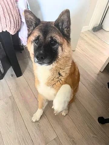Rio, senior Akita for adoption at Akita Rescue & Welfare Trust UK
