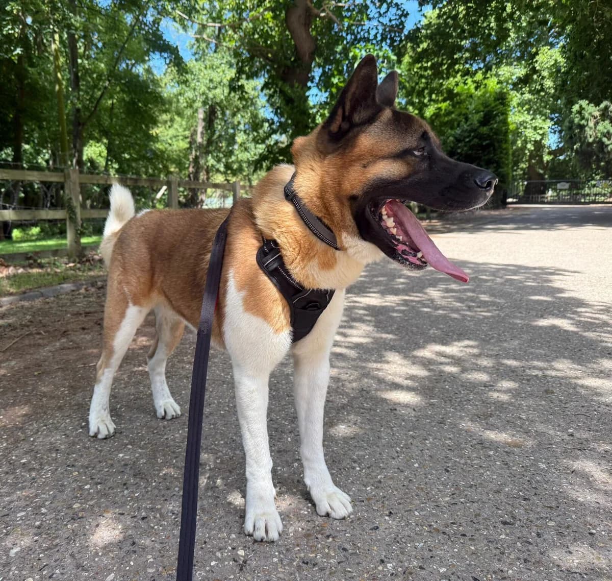 Zeus, Akita for adoption at Akita Rescue & Welfare Trust UK