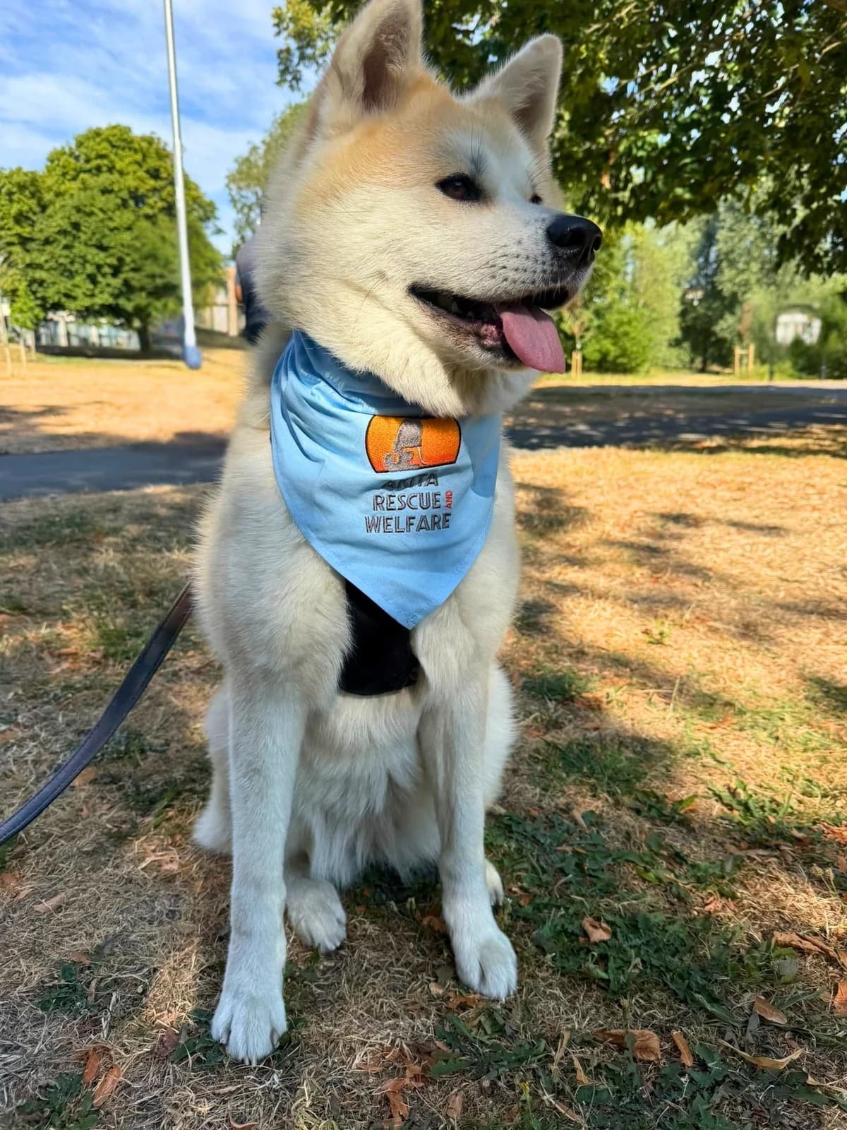 Jai, 3yo Akita for adoption at Akita Rescue & Welfare Trust UK