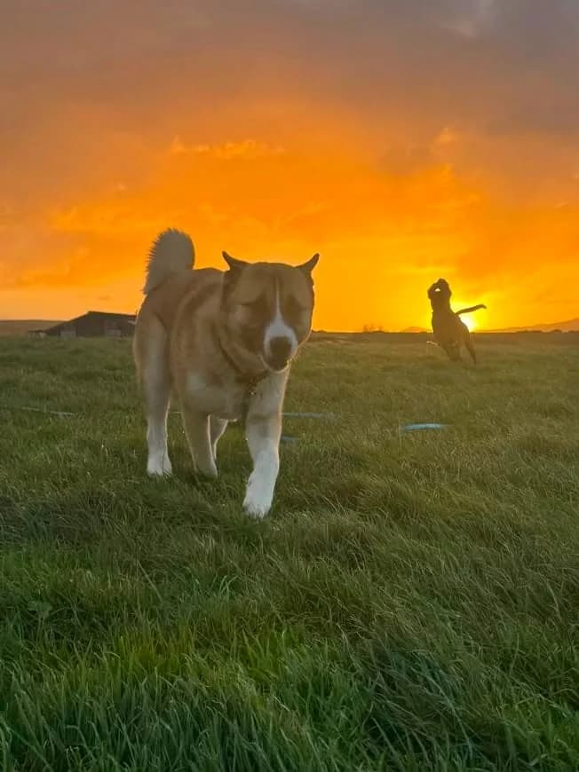 Rocco, young Akita for adoption at Akita Rescue & Welfare Trust UK