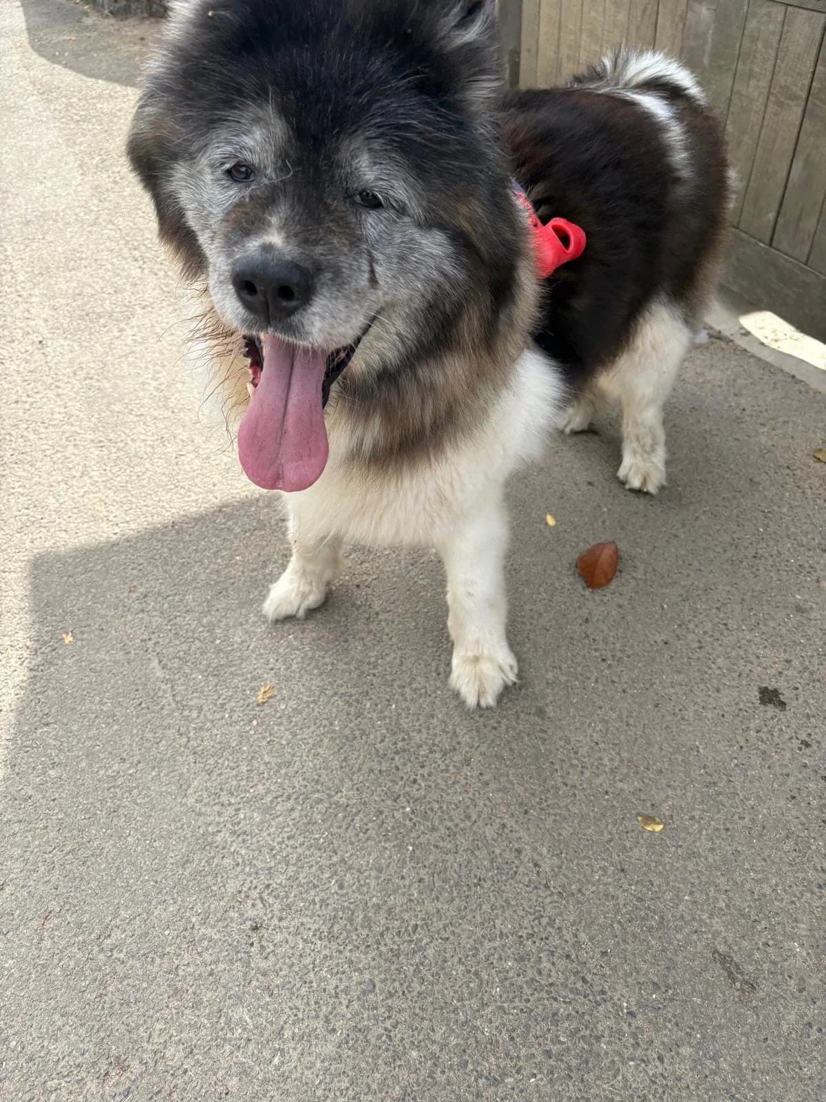 Hally, Akita for adoption at Akita Rescue & Welfare Trust UK