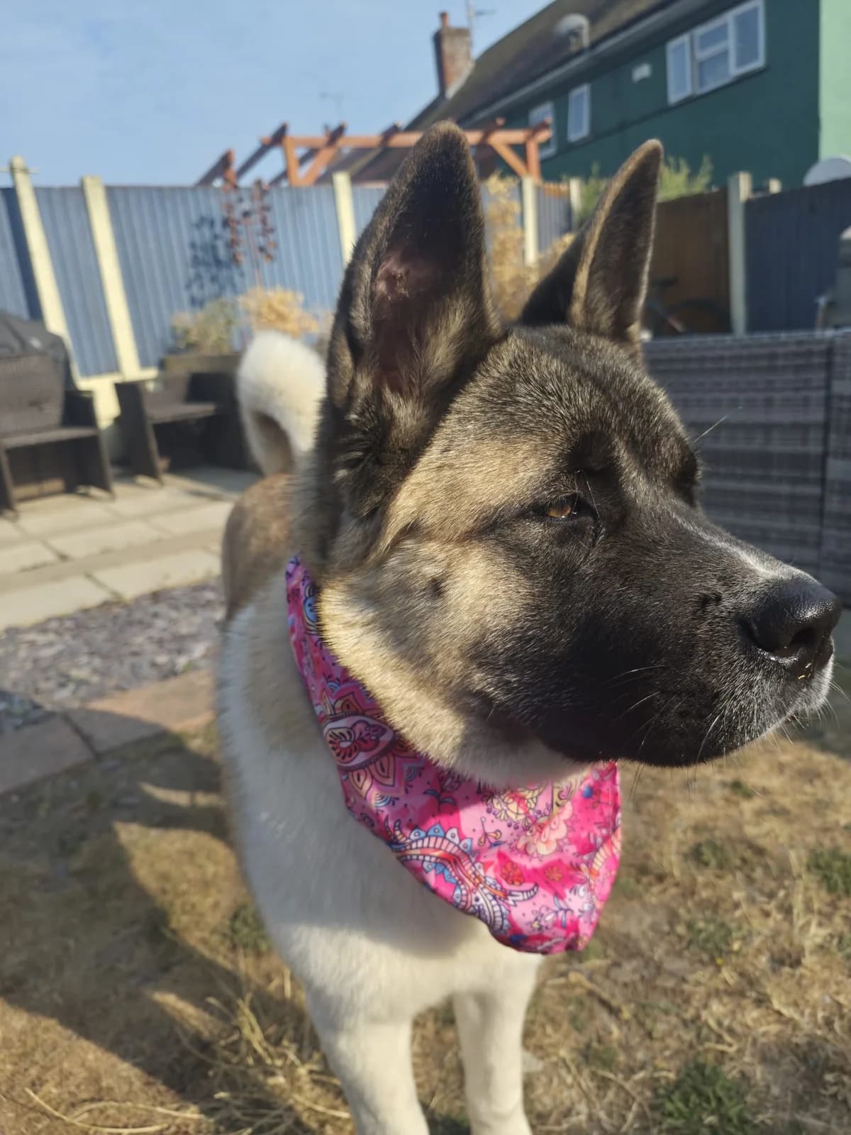 Skyla, puppy Akita for adoption at Akita Rescue & Welfare Trust UK
