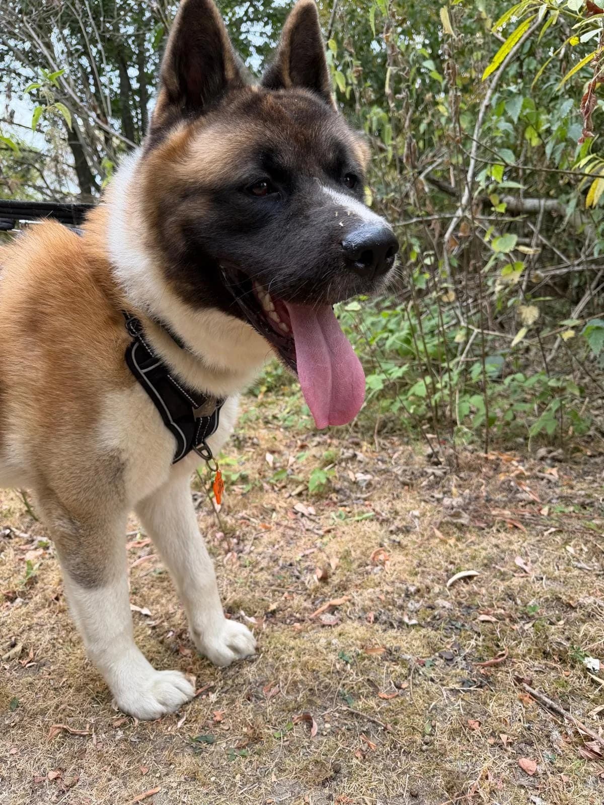 Nyx, young Akita for adoption at Akita Rescue & Welfare Trust UK