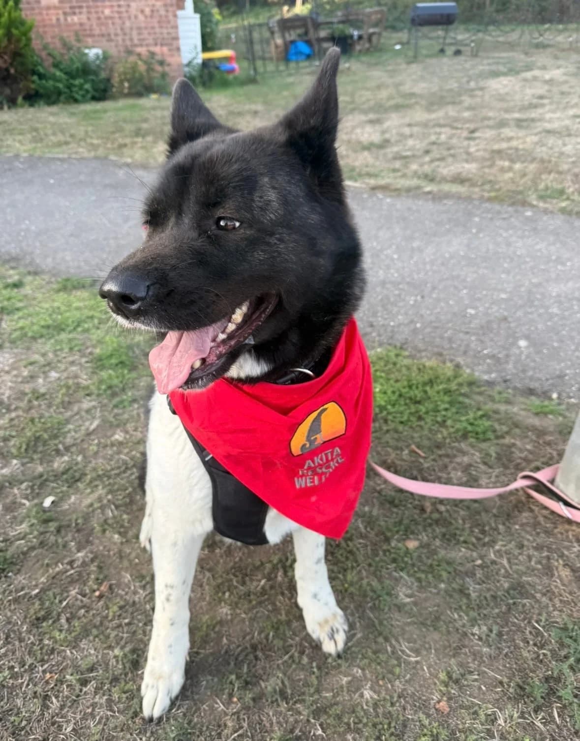 Sheba, 3yo Akita for adoption at Akita Rescue & Welfare Trust UK