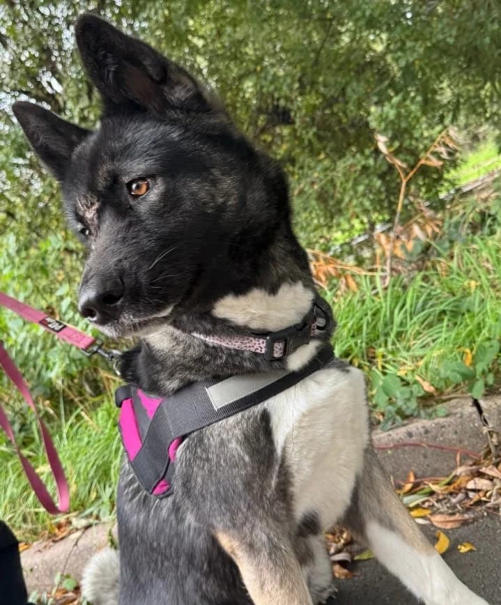 Narla, Akita for adoption at Akita Rescue & Welfare Trust UK