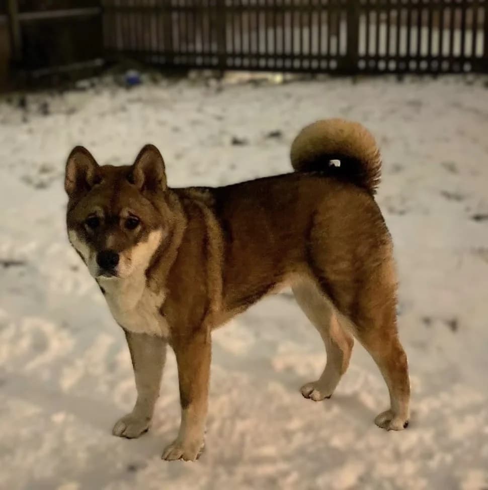 Luna, 6yo Akita for adoption at Akita Rescue & Welfare Trust UK