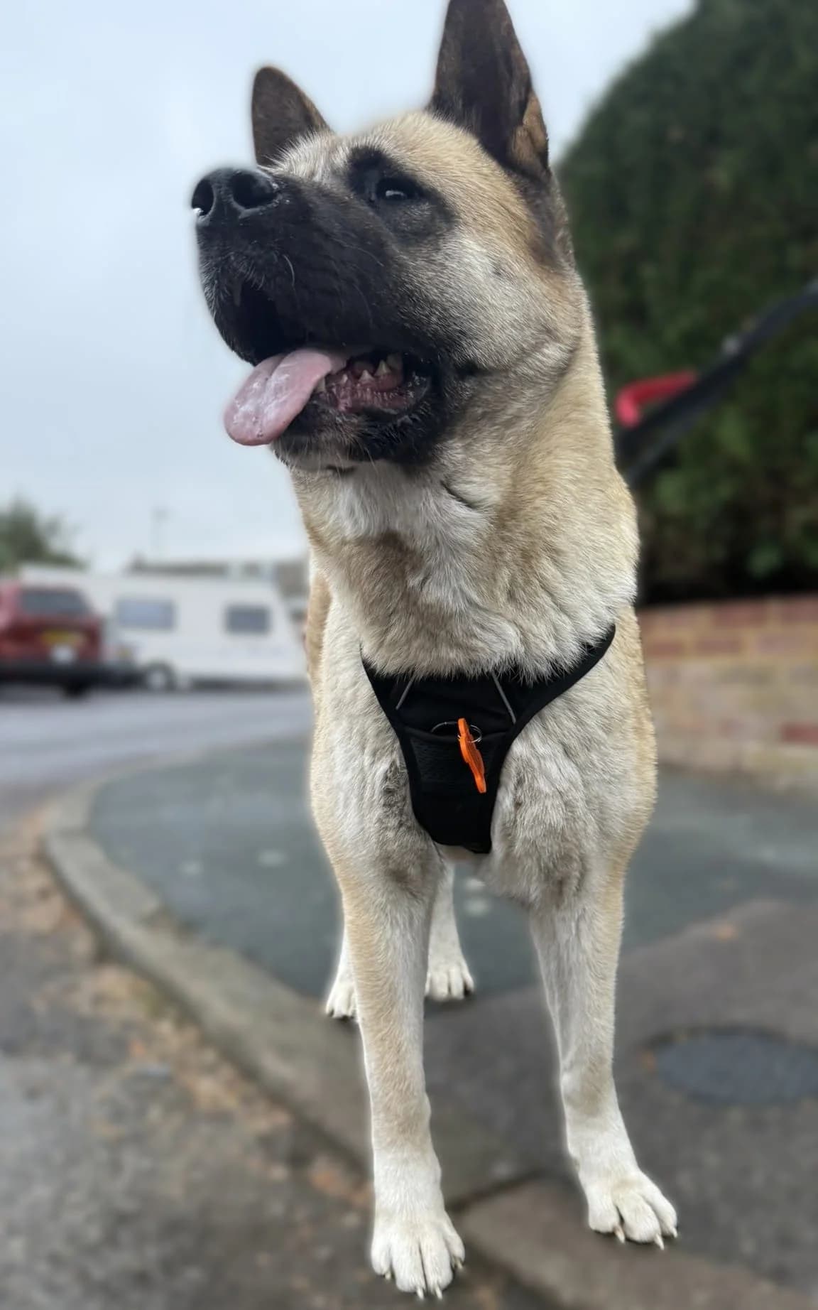 Akarie, young Akita for adoption at Akita Rescue & Welfare Trust UK