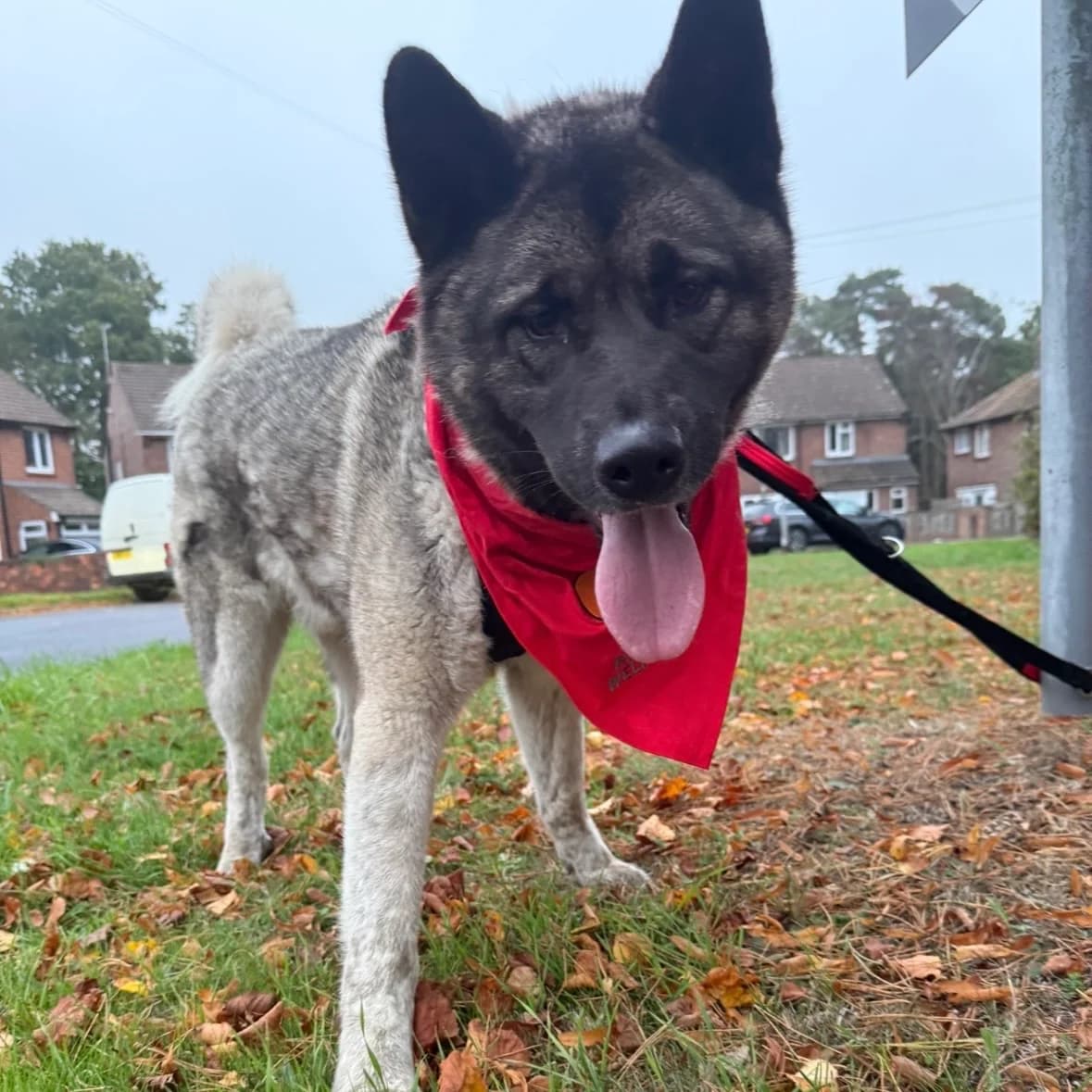 Takeo, Akita for adoption at Akita Rescue & Welfare Trust UK