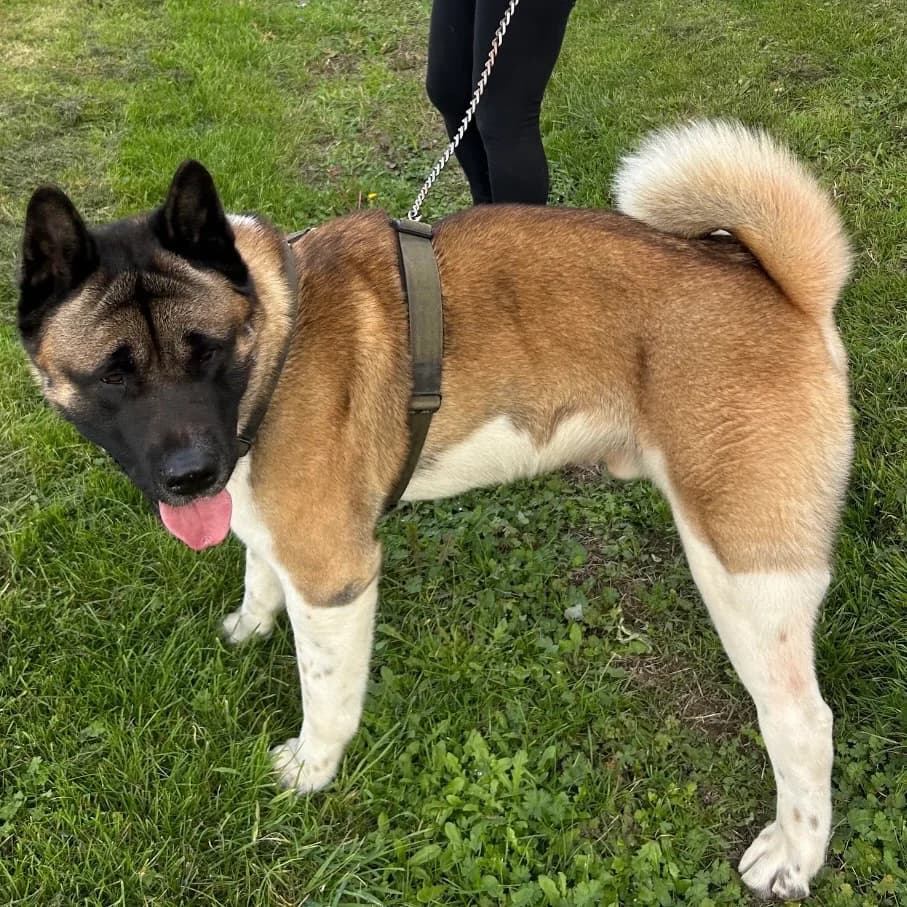 Kuma, young Akita for adoption at Akita Rescue & Welfare Trust UK