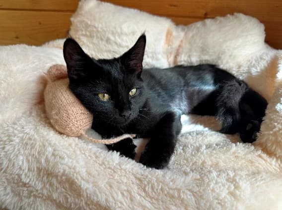 Darty, male 4yo Mixed Breed for adoption at Alexandra Bastedo (Champions) Animal Sanctuary Limited