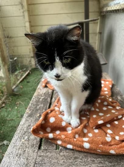 Tiger, male senior Mixed Breed for adoption at Alexandra Bastedo (Champions) Animal Sanctuary Limited
