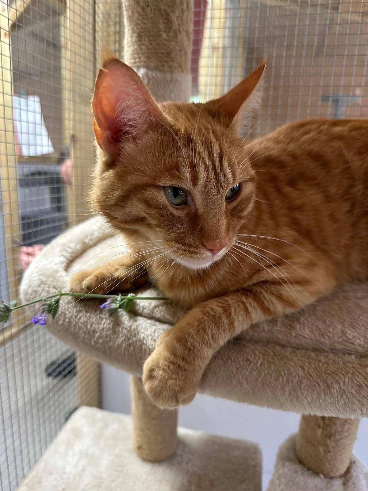 Tiger, male senior Mixed Breed for adoption at Alexandra Bastedo (Champions) Animal Sanctuary Limited