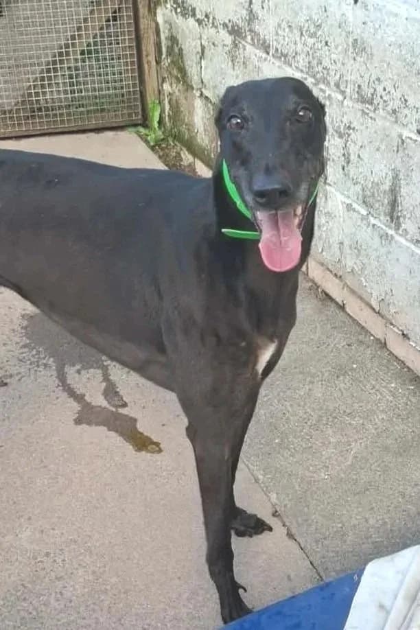 Bobby, male Mixed Breed for adoption at Alfie