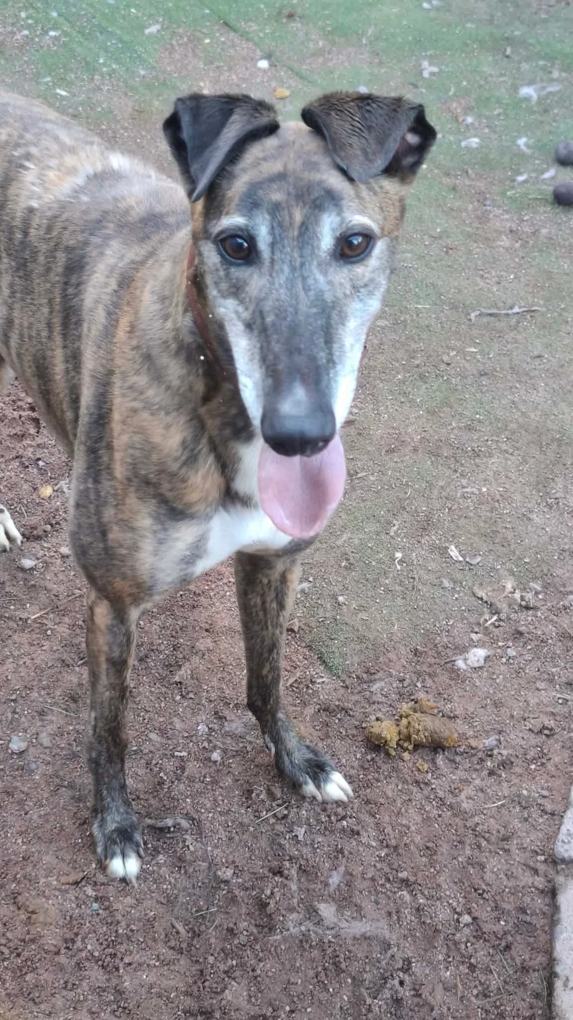 James, Mixed Breed for adoption at Alfie