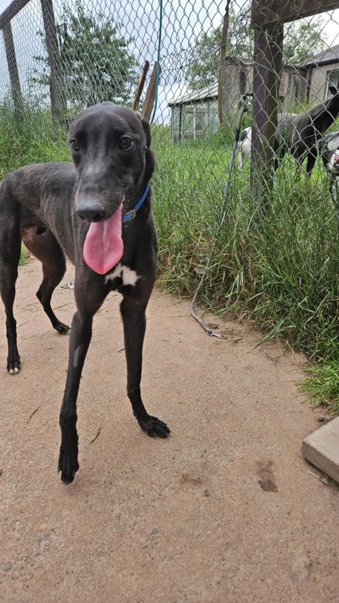 Rapper, male 3yo Mixed Breed for adoption at Alfie