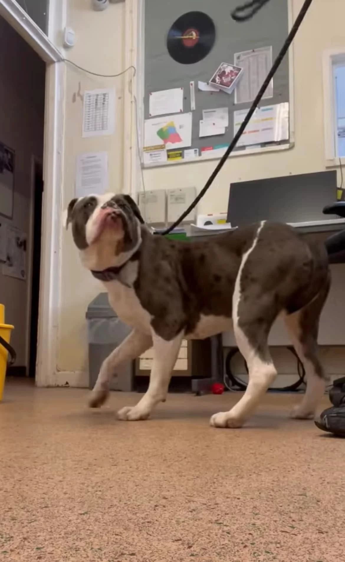 Lenny, male English Bulldog for adoption at All Bullie Charity Rescue