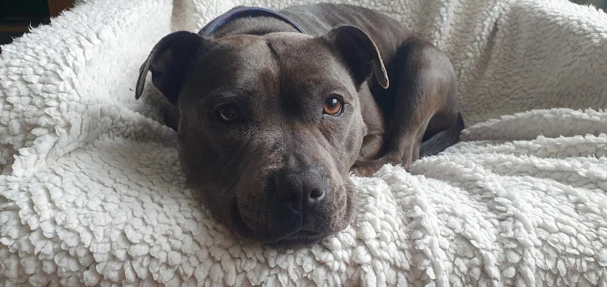 Abi, female 3yo Staffordshire Bull Terrier for adoption at All Creatures Great & Small Animal Sanctuary