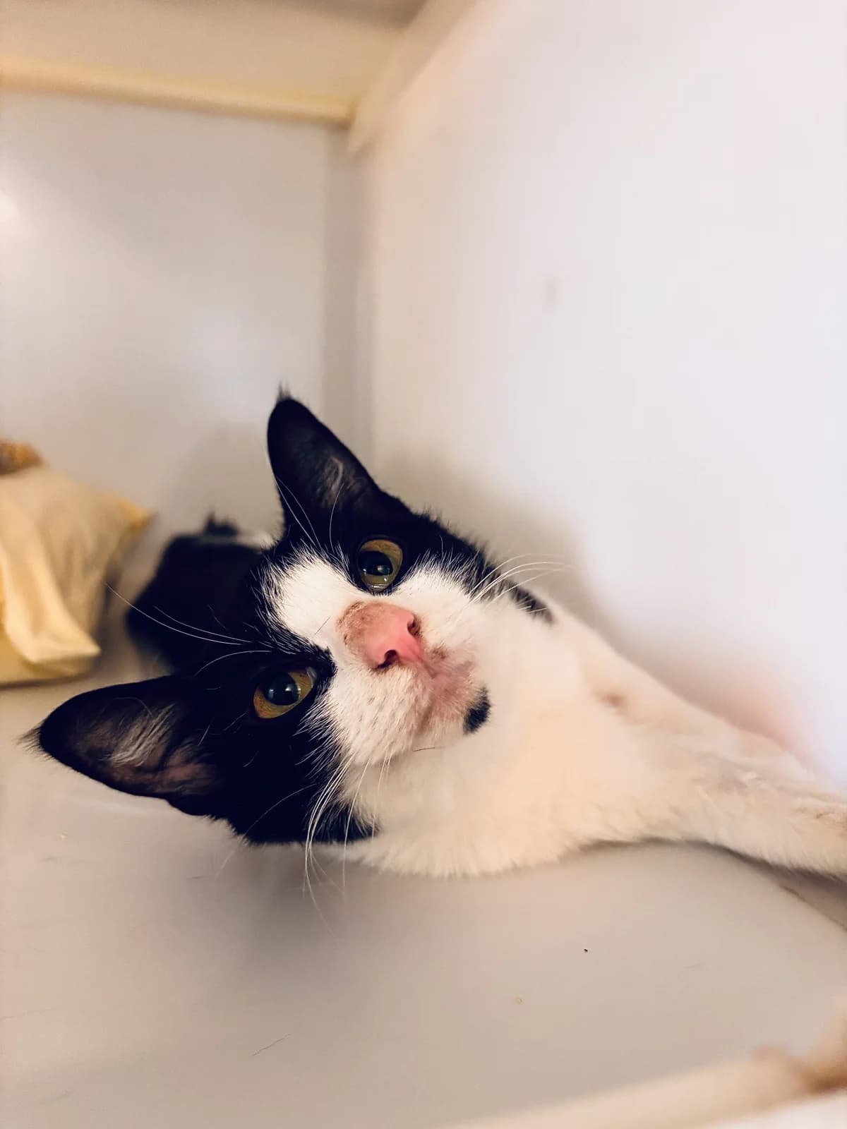 Angelica, female young Mixed Breed Cat for adoption at All Creatures Great & Small Animal Sanctuary