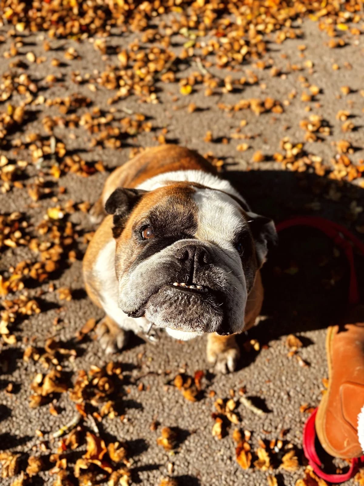 Bea-yonce, female senior English Bulldog for adoption at All Creatures Great & Small Animal Sanctuary