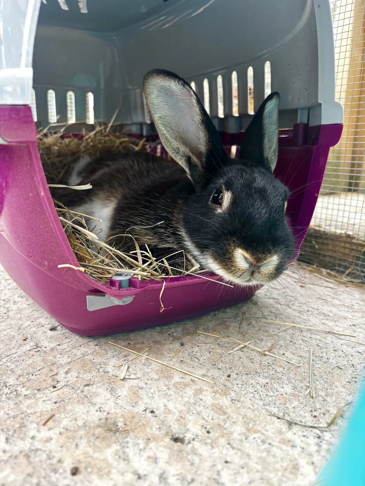 Bournville, male young mixed breed for adoption at All Creatures Great & Small Animal Sanctuary