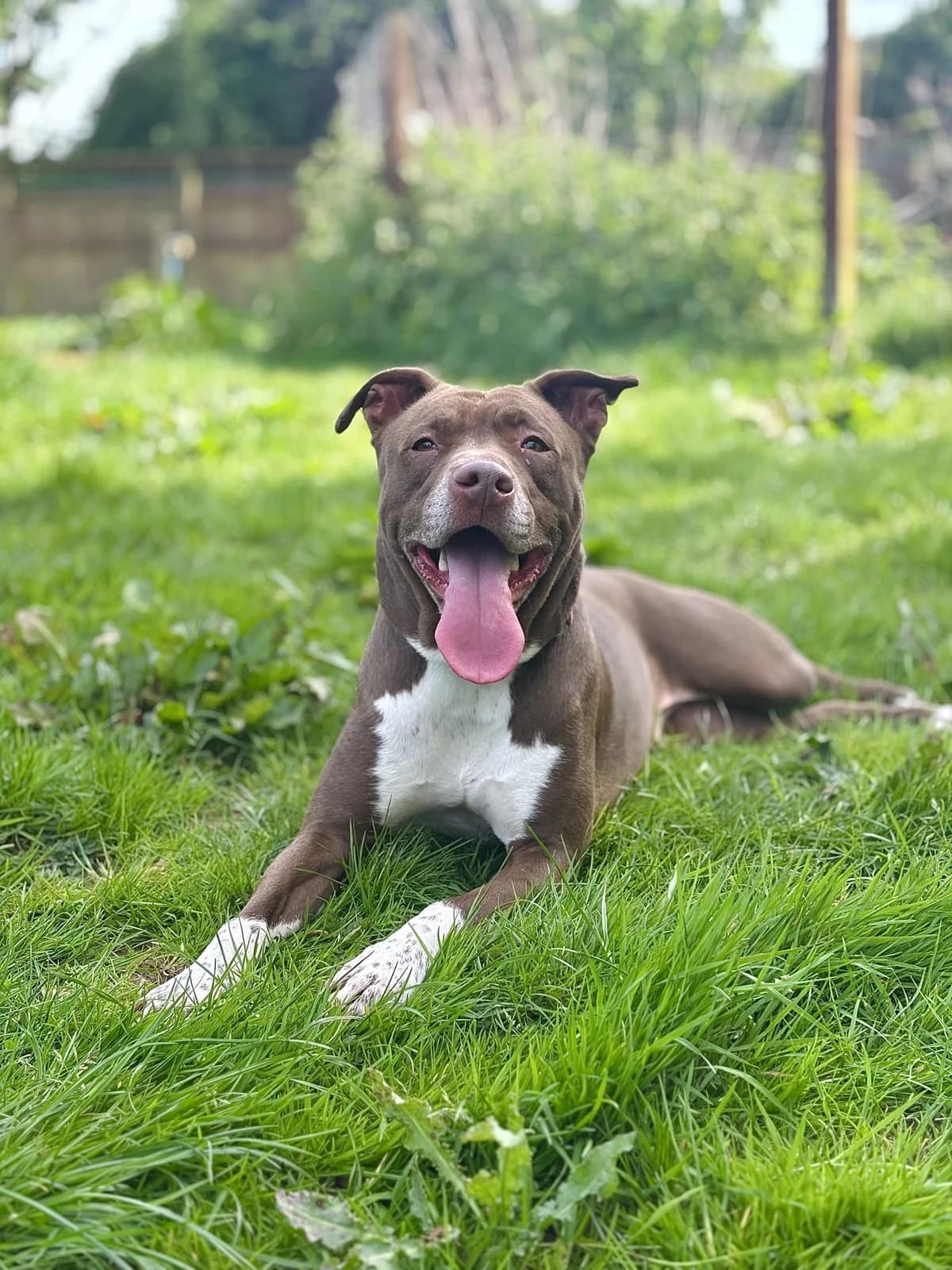 Cherry, female 3yo Staffordshire Bull Terrier for adoption at All Creatures Great & Small Animal Sanctuary