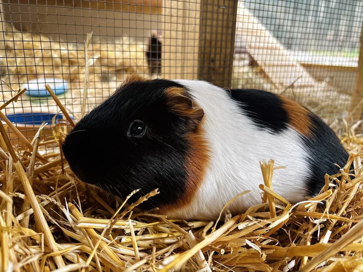 Ed, male young mixed breed for adoption at All Creatures Great & Small Animal Sanctuary
