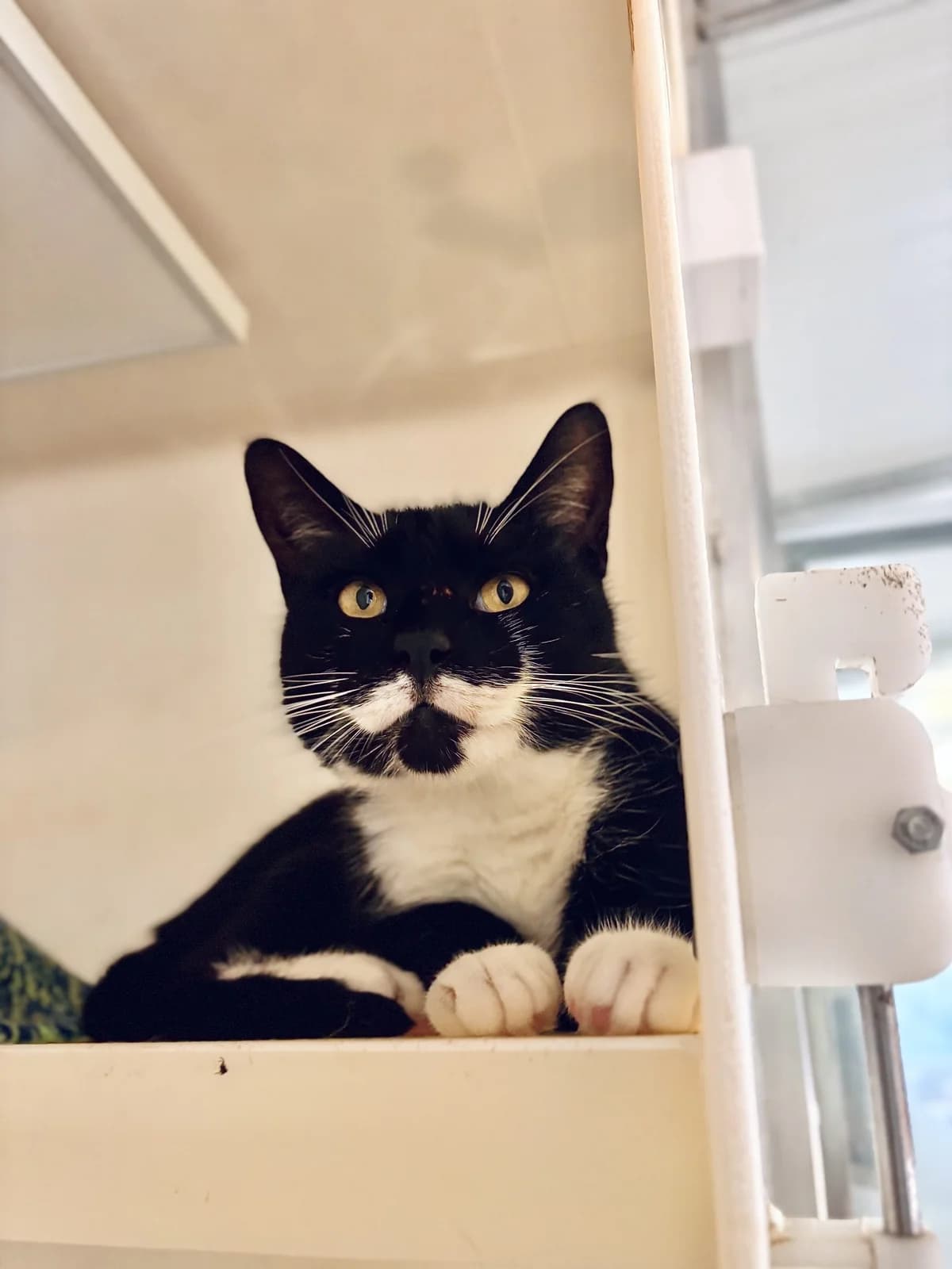 Ferb, male senior Mixed Breed Cat for adoption at All Creatures Great & Small Animal Sanctuary