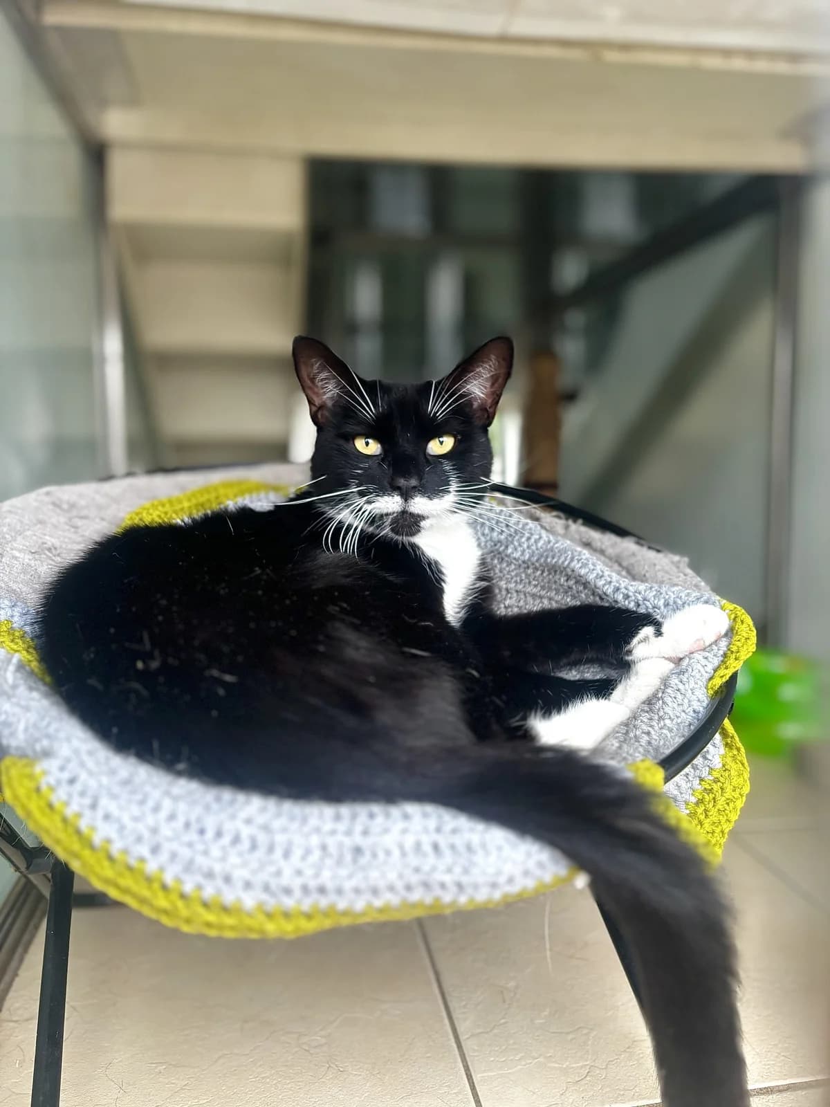 Ferb, male senior Mixed Breed Cat for adoption at All Creatures Great & Small Animal Sanctuary