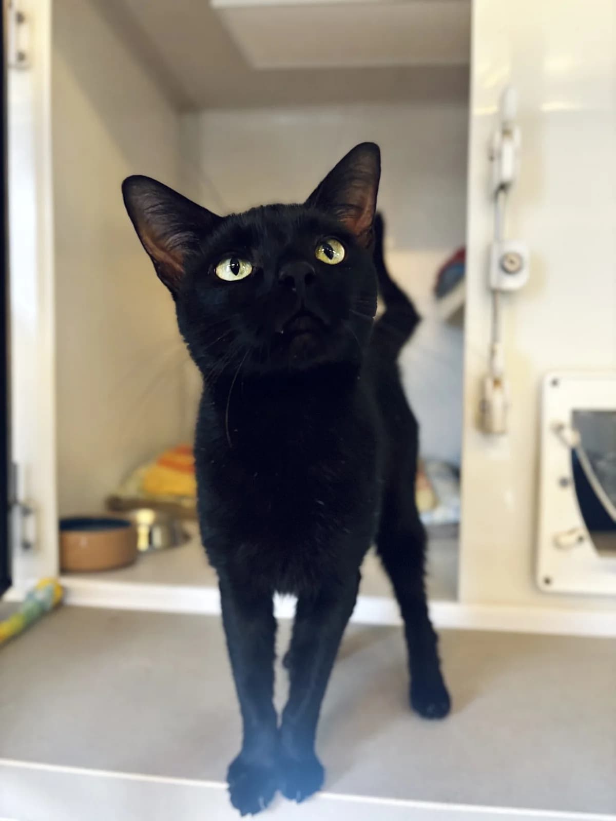 Geoffrey, male 3yo Mixed Breed Cat for adoption at All Creatures Great & Small Animal Sanctuary