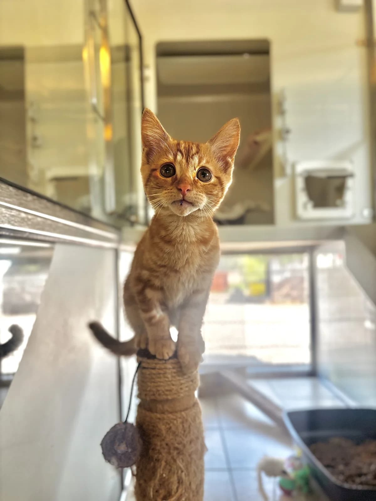 Henry, male puppy Mixed Breed Cat for adoption at All Creatures Great & Small Animal Sanctuary