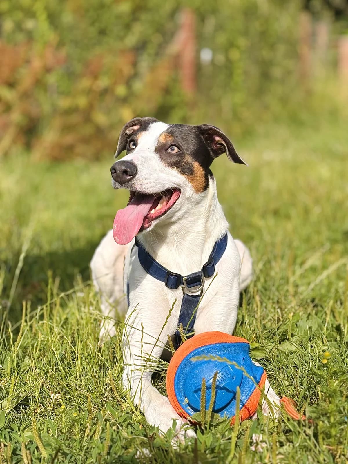 Hewey, male young Lurcher for adoption at All Creatures Great & Small Animal Sanctuary
