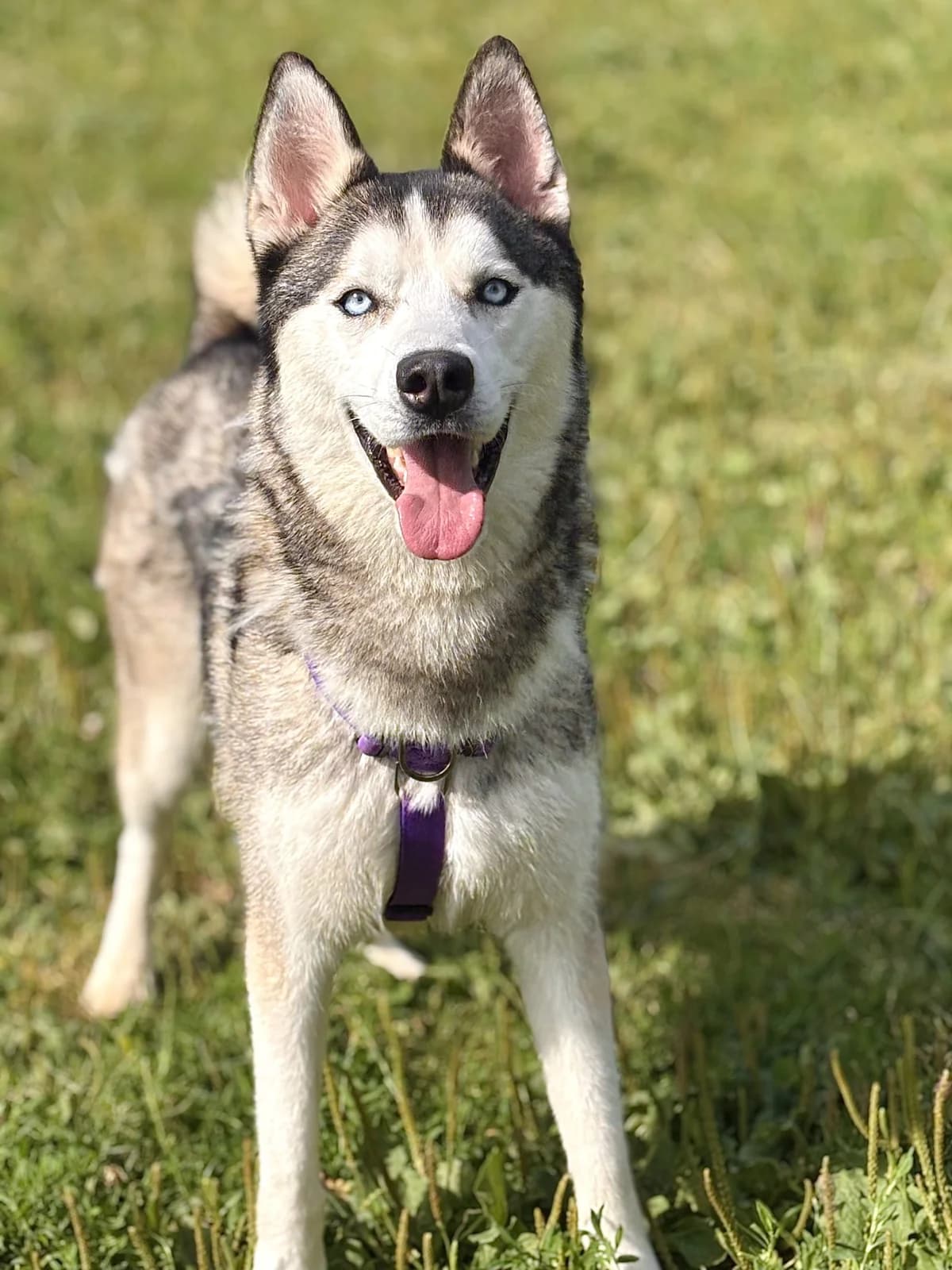 Ice, male young Husky for adoption at All Creatures Great & Small Animal Sanctuary