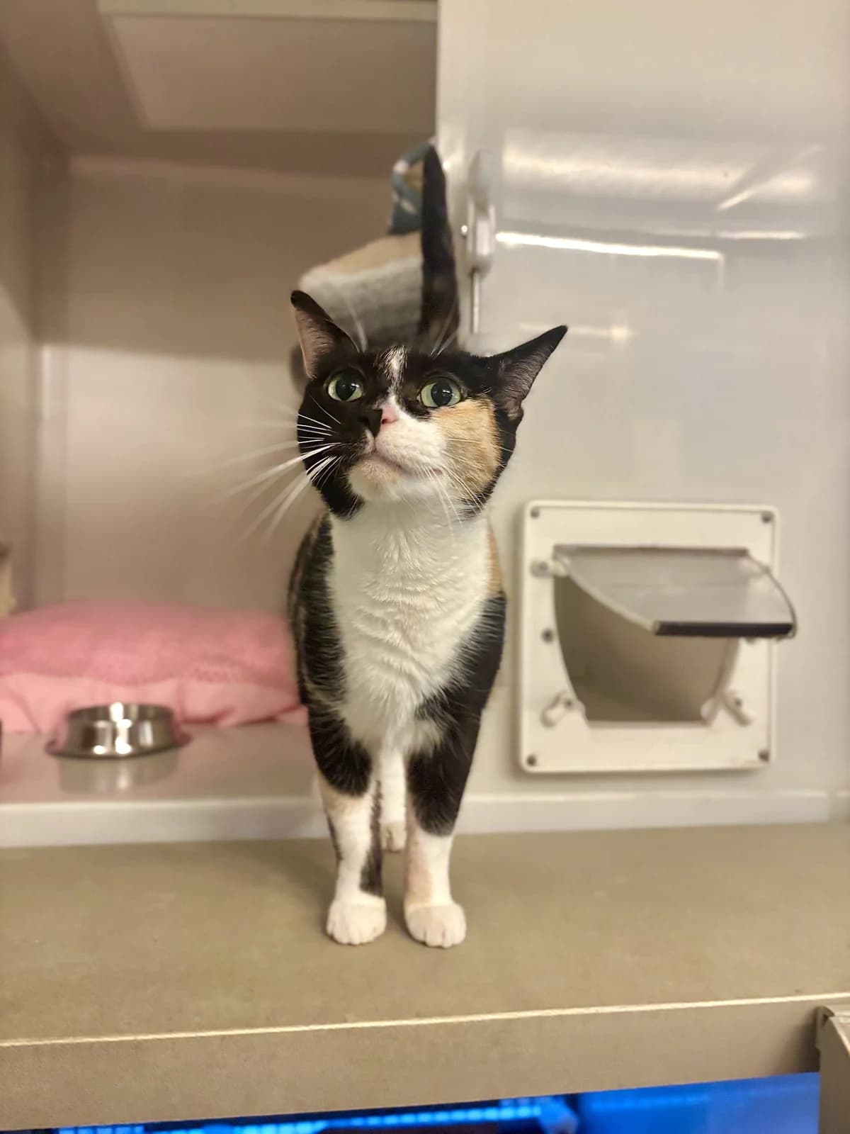 Jalapeño, female senior Mixed Breed Cat for adoption at All Creatures Great & Small Animal Sanctuary