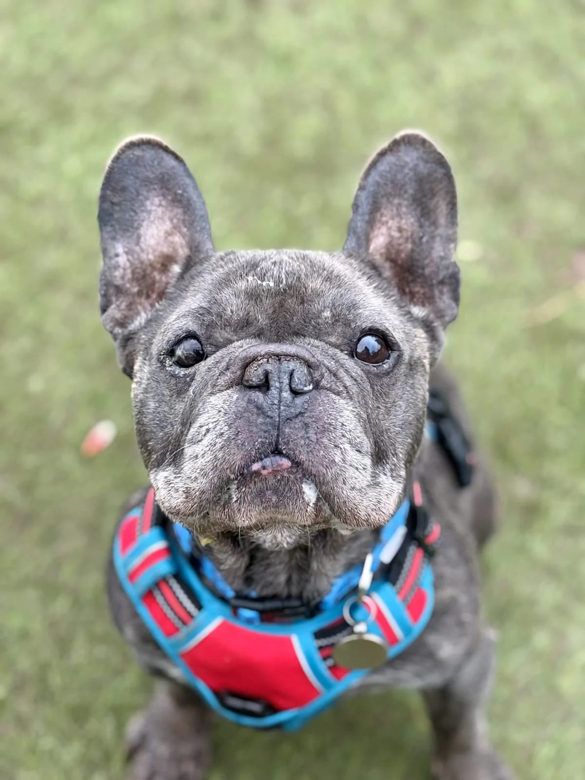 Koby, male 3yo English Bulldog for adoption at All Creatures Great & Small Animal Sanctuary