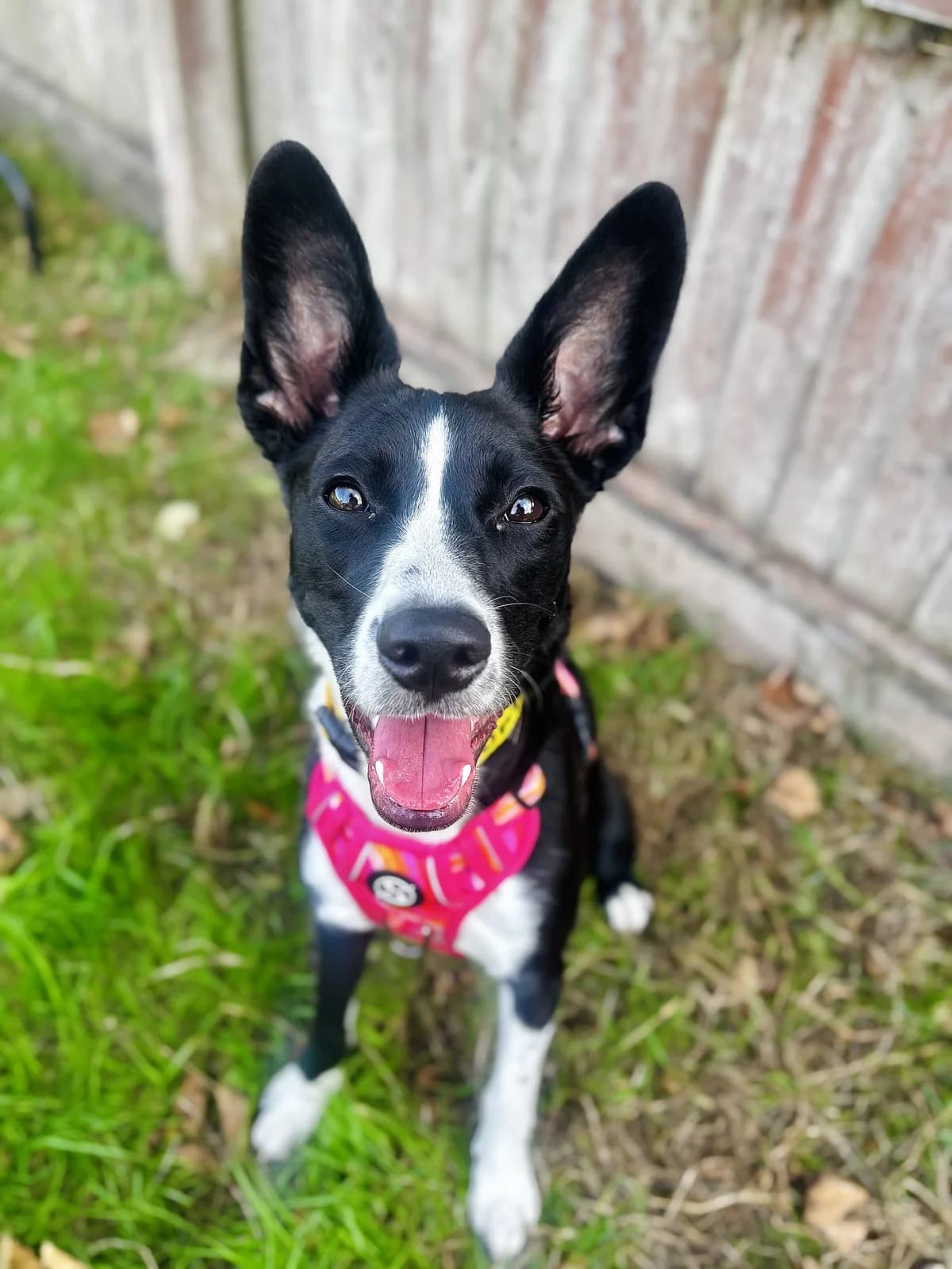 Lilac, female puppy Collie for adoption at All Creatures Great & Small Animal Sanctuary