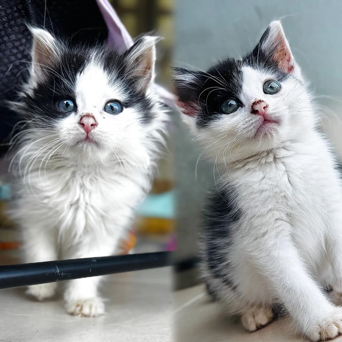 Lyle & Chico, puppy Mixed Breed Cat for adoption at All Creatures Great & Small Animal Sanctuary