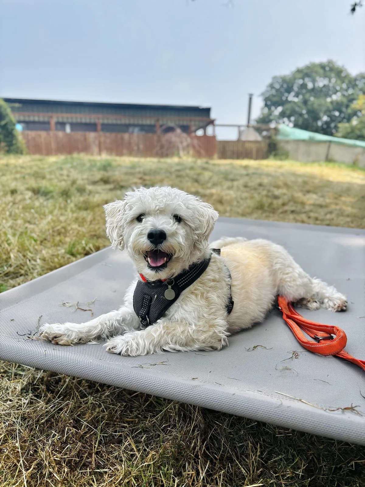 Marty, male 4yo Bichon FrisΓ© for adoption at All Creatures Great & Small Animal Sanctuary