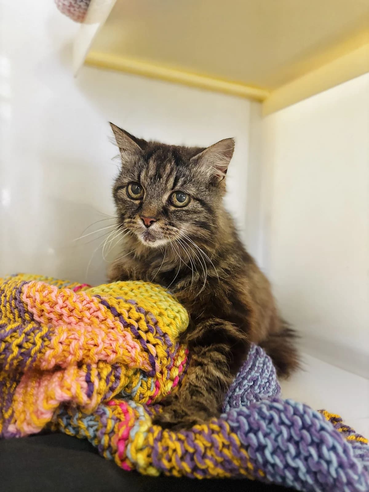 Maureen, female senior Mixed Breed Cat for adoption at All Creatures Great & Small Animal Sanctuary