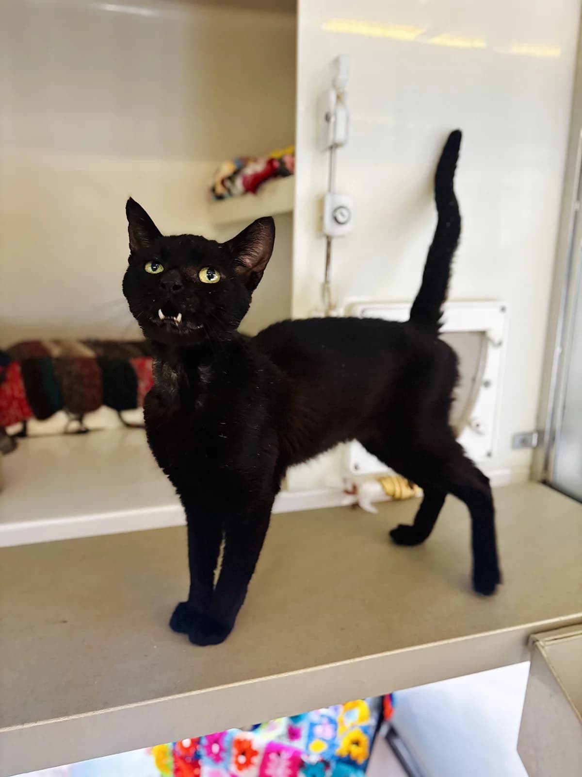 Mort, male young Mixed Breed Cat for adoption at All Creatures Great & Small Animal Sanctuary