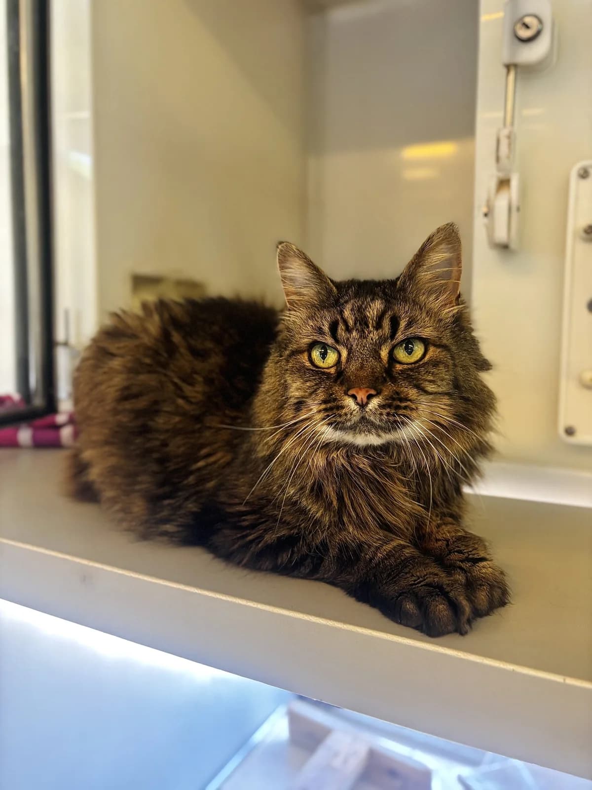 Mr OβMally, male senior Mixed Breed Cat for adoption at All Creatures Great & Small Animal Sanctuary